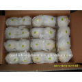 Ya Pear(96pcs paper bag packing in 17kg ctn)